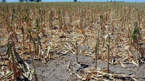 La sequía afectó la producción de trigo y legumbres en el sur de Santa Fe.
