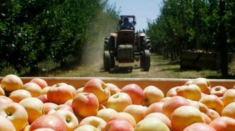 En qué consiste el programa de asistencia a la producción de peras y manzanas