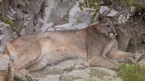 Los Andes | Las impactantes fotos de un puma “almorzando” en Villavicencio: cómo actuar si nos encontramos con uno. Foto: Gentileza Martín Pérez (@cuyo.birding.3)