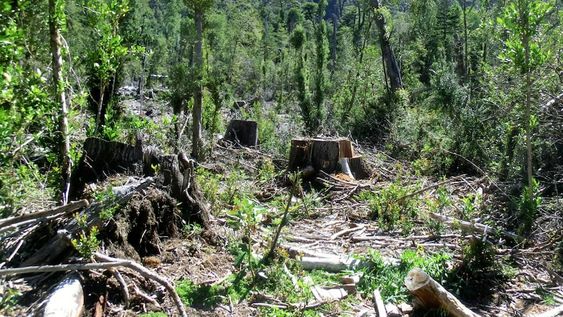 Esta crisis epocal de matriz socio ecológica nos convoca a reconciliarnos con la naturaleza y a respetar las formas de vida y la cultura de los pueblos.