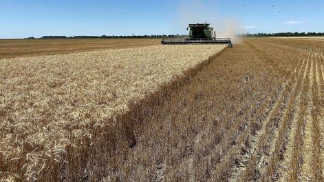 Aunque se espera que El Niño cambie las condiciones, las lluvias aún no llegan en ciertas regiones del país, lo que habría reducido considerablemente la siembra de trigo