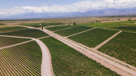 Huentala Wines: finaliza una cosecha 2026 de calidad excepcional en Gualtallary
