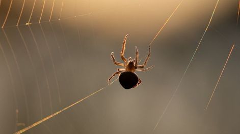 No las plantes junto a la puerta: atraen a las arañas como un imán