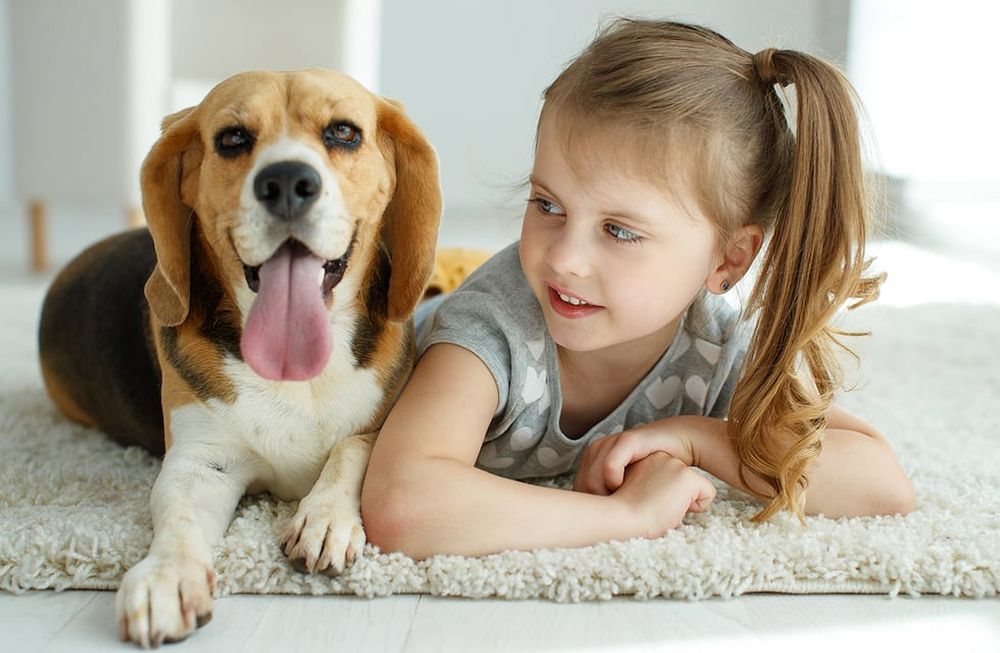 Los perros se pueden contagiar de viruela del mono.