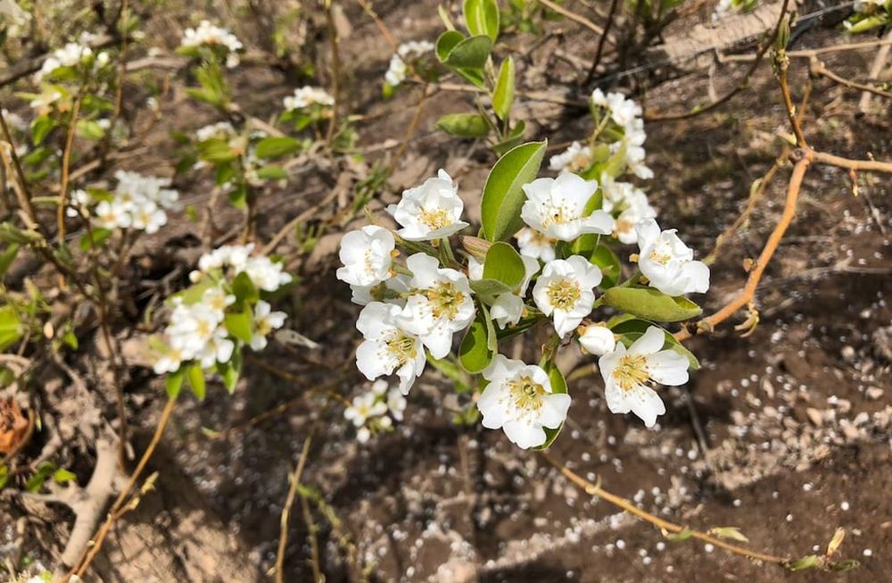 Peras y manzanas: Stoller Argentina realizó una gira técnica por el Valle de Río Negro, con un importante asesor chileno