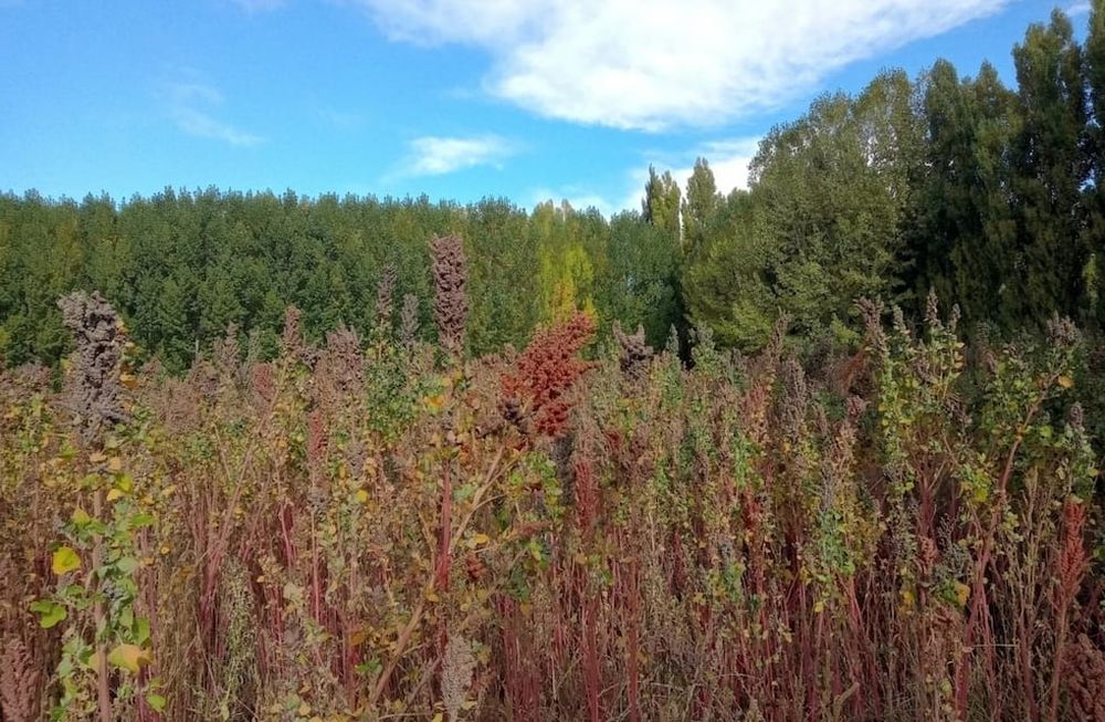 Suman el cultivo de quinoa en una finca de papas andinas en Uspallata