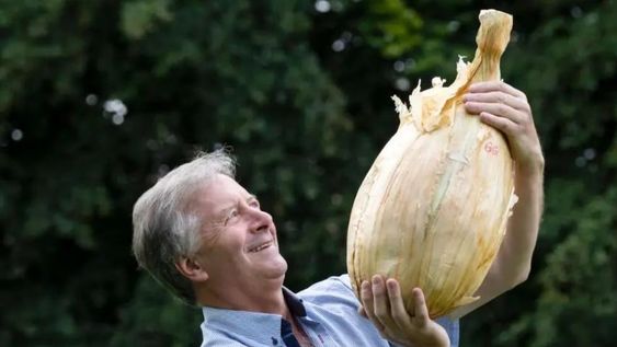 Cebolla récord: un agricultor cosechó una de casi 9 kilos y marcó un nuevo registro Guinness. Foto: Sky.