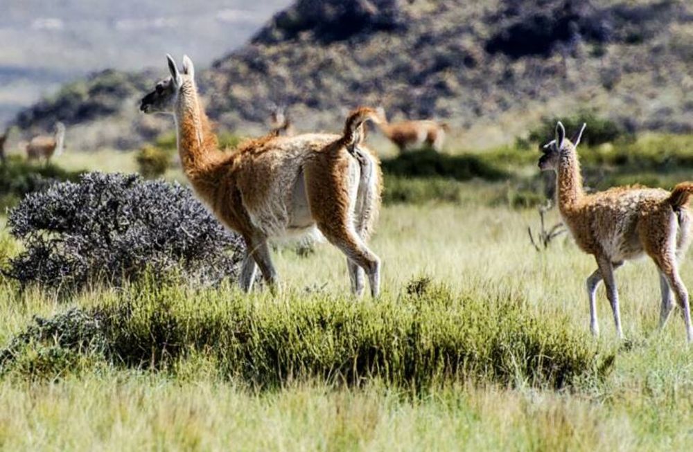 Policías cazaban animales protegidos en una reserva natural con fusiles y zafaron: por qué no los condenaron