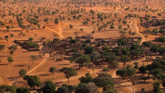 Confirmado: descubrieron en el desierto de Sahara 1.800 millones de árboles