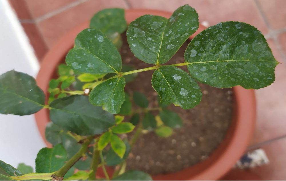 Las plantas deben mantenerse fuertes, verdes y llenas de vida, aunque si aparecen manchas blancas podría ser un daño irreversible.