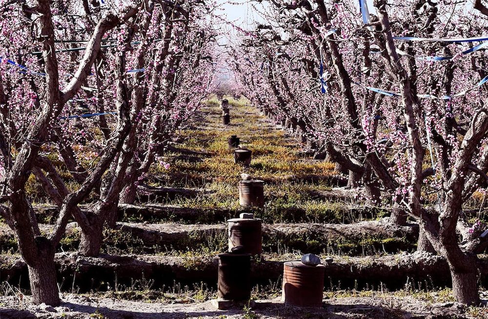 Recuperagro: del 20 al 31 de enero estará disponible el segundo pago a productores que se inscribieron en diciembre. Foto: Claudio Gutiérrez/ Los Andes
