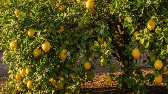 el truco casero para que tu limonero tenga hojas mas verdes, flores mas abundantes y hermosos limones