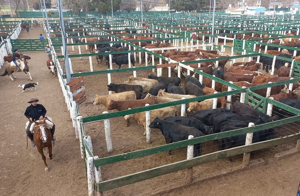 Entre las medidas recientes del Gobierno nacional, el maíz fue incluido entre los productos que pueden acceder al Programa de Incremento Exportador y ya se elevó su precio interno. Foto: La Voz.