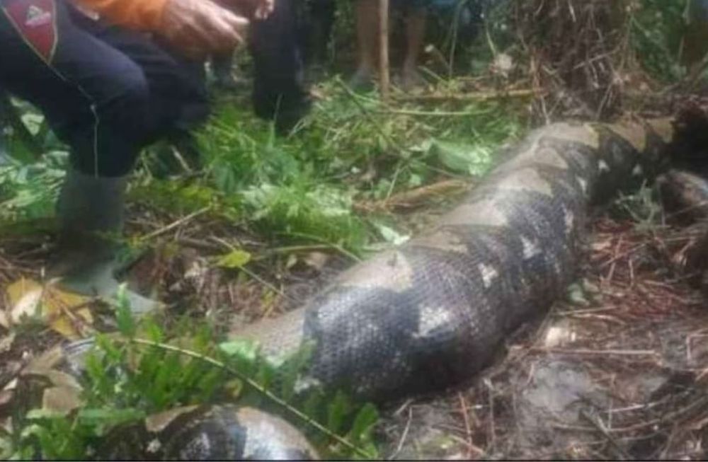 Encontraron el cuerpo de una mujer dentro de una pitón gigante en Indonesia: llevaba días desaparecida