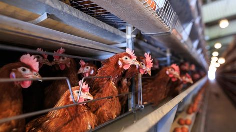 La cepa de gripe aviar “A H5N1” circula en el mundo hace más de 20 años. Sin embargo, su última variante se detectó por primera vez en 2022.