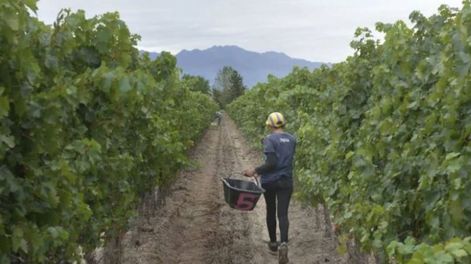 Plan estratégico vitivinícola 2030, un desafío de todos - Por Carlos Parera