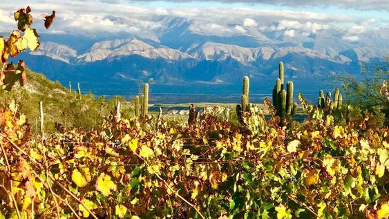 Altos La Ciénaga, del vino patero a los vinos extremos