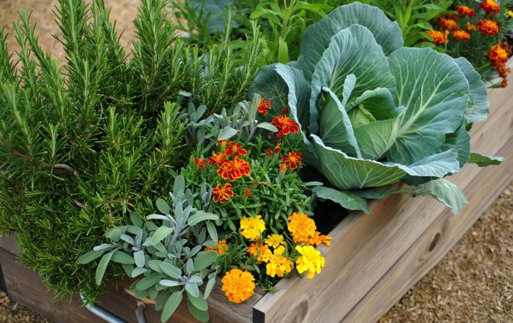Esta especia aromática es la principal opción para alejar insectos en el jardín.
