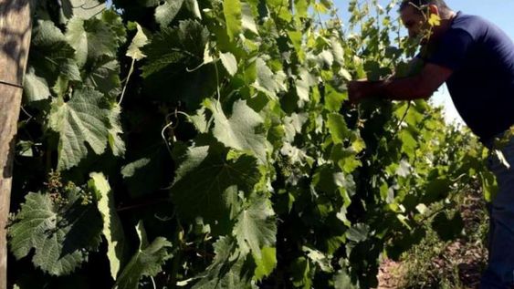 La Unión Europea es el principal mercado de los vinos orgánicos.