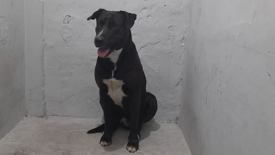 El perro fue revisado por una veterinaria de Mar del Plata y se encuentra bien.