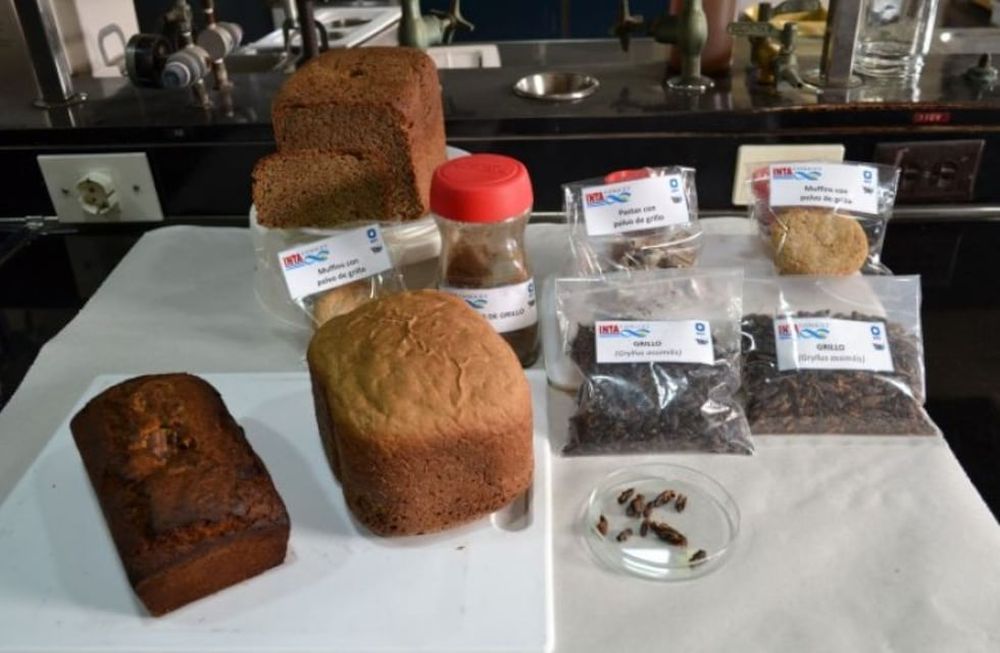Alimentos a base de polvo de grillo. Foto: Instituto Nacional de Tecnología Agropecuaria.