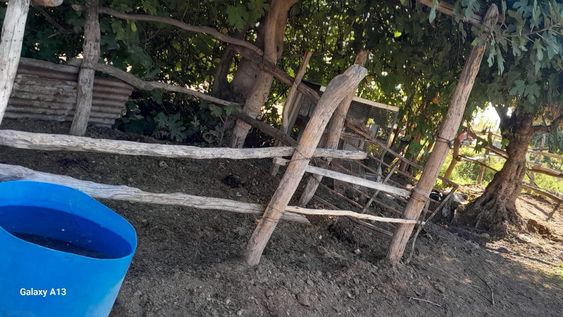 El corral donde estaban las dos yeguas que faenaron en San Martín. Gentileza.&nbsp;