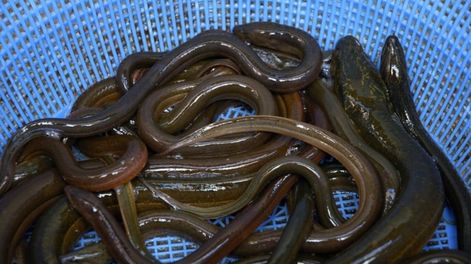 En china se usa como remedio casero la introducción en el colon de anguilas, para combatir es estreñimiento. Es muy peligroso y casi siempre termina en cirugía.