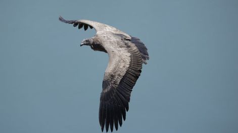 El cóndor andino, rescatado en la zona de Valle Grande, volvió a su hábitat.&nbsp;
