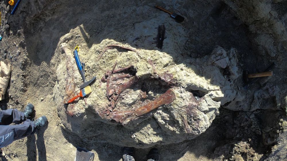 Fósiles de la nueva especie de megaraptor Joaquinraptor casali en la cantera donde se encontró este dinosaurio, en la misma posición en la que yacían desde hacía aproximadamente 67 millones de años.