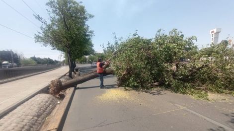 Vialidad retiró más de 270 árboles caídos en sus rutas y combatió el fuego en el piedemonte