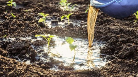 Este preparado, está recomendado por especialistas en producción sustentable y se elabora con desechos que todos tenemos en casa.