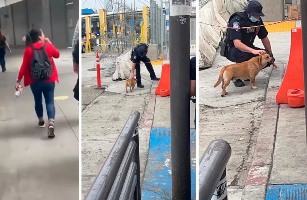 Al cruzar la frontera, el can se ganó el cariño del personal policial. Foto: Captura de video