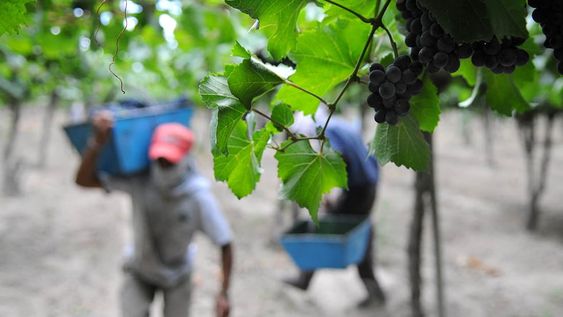 Cosecha de uva. Foto: Los Andes