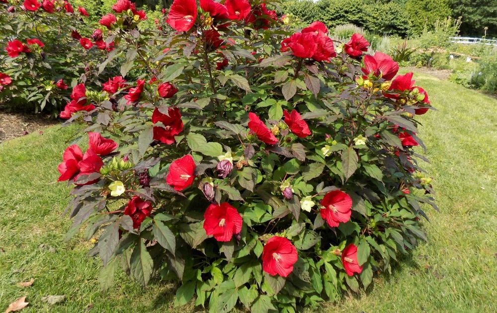 Su fácil adaptación en distintos espacios del jardín despierta interés pero también preocupación entre jardineros.