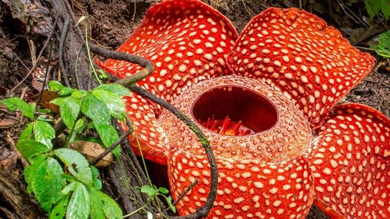 El secreto mejor guardado de las flores