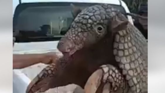Un armadillo se metió en una vivienda rural en Formosa, cuando escapaba de perros que querían atacarlo. Autoridades ambientales lo liberaron en una reserva.