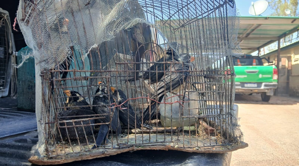 Interceptan una camioneta que traficaba 18 aves autóctonas.