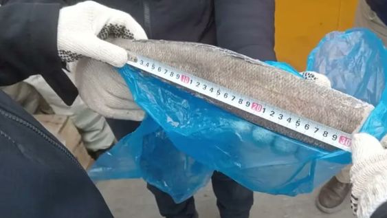 Los ejemplares de merluza negra juveniles (de 20 a 30 centímetros) están protegidos a nivel global, ya que estos peces aún no han desovado y son esenciales para preservar la especie. Foto: Subsecretaría de Pesca