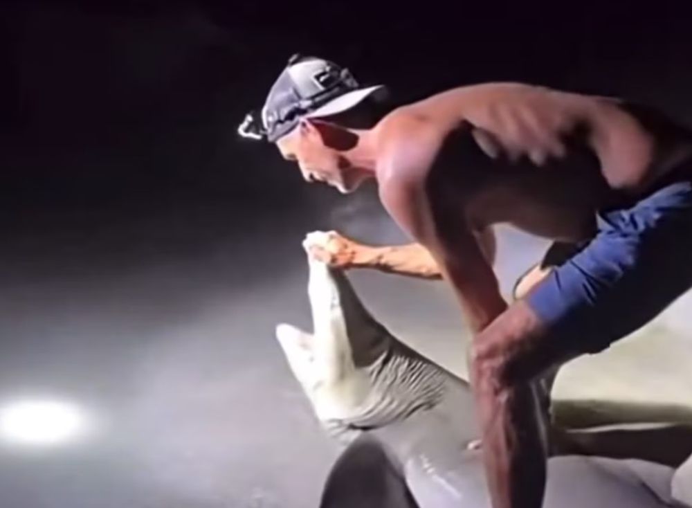 Intentó tomarse una selfie con un tiburón en Florida, pero acabó en un accidente que se volvió viral