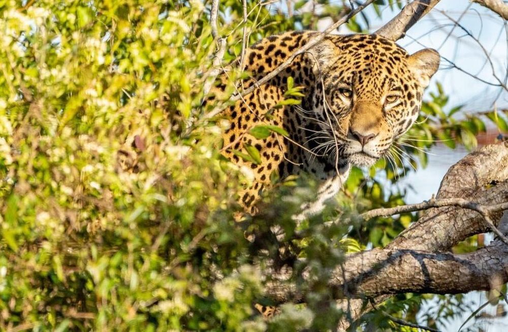 Renacen los Esteros del Iberá de la mano del cumpleaños de dos yaguaretés que viven en el parque