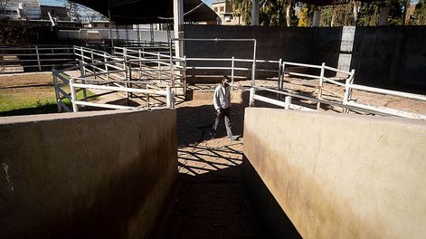 Los Andes | En el último año, el precio de la carne trepó un 70%, debido a que el valor del maíz se triplicó en el mismo período. Foto: Ignacio Blanco / Los Andes