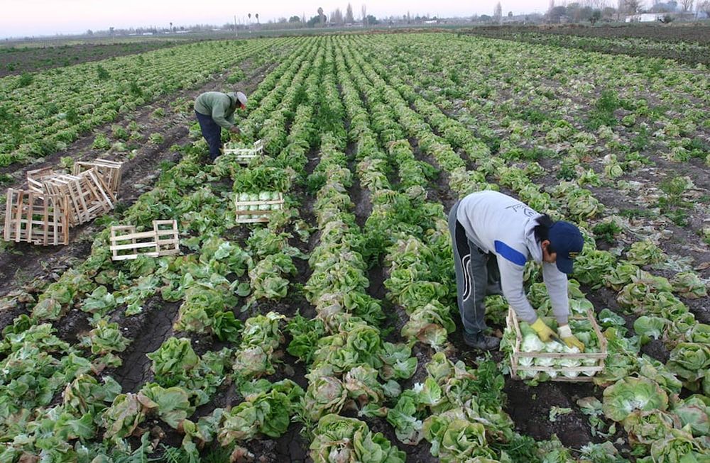 El FTyC ofrece 7 líneas de crédito para agricultores, entre ellas Inversión, Capital de Trabajo y Eficiencia Hídrica. Foto: Walter Arana / Los Andes