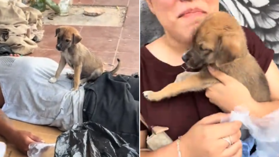 Tras llevarse al cachorro, la tiktoker lo trasladó a un refugio donde recibió atención veterinaria.