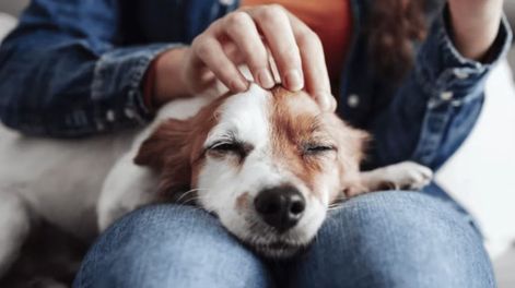Fiestas y pirotecnia: &nbsp;parte del desafío que tienen muchas personas en esta fecha es cómo contener a sus mascotas&nbsp;