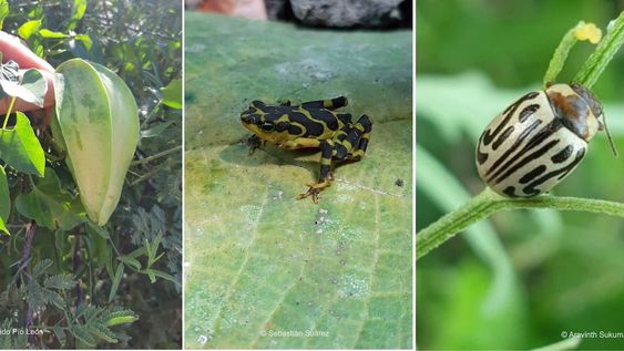 Eventos de colecta de biodiversidad como la Competencia Natural de la Ciudad (CNC) y la Gran Biobusqueda del Sur (GBS) donde miles de personas colaboran con la ciencia aprendiendo y compartiendo datos de flora y fauna de sus ciudades