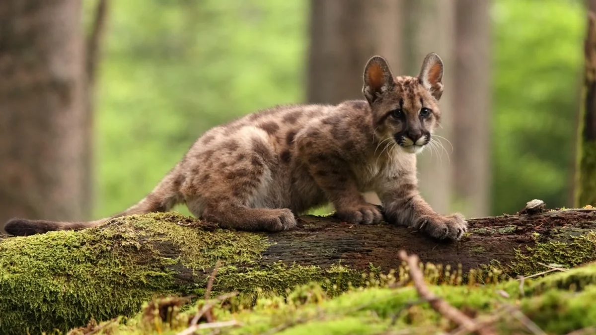 Fue condenado por matar a un puma: un año de prisión condicional y capacitación en fauna silvestre