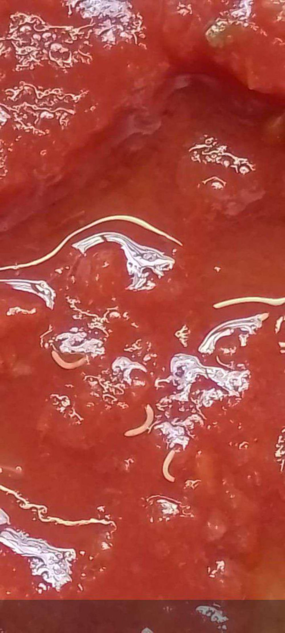 Microstomum sp. wykryto w rozgniecionych pomidorach Marolio.