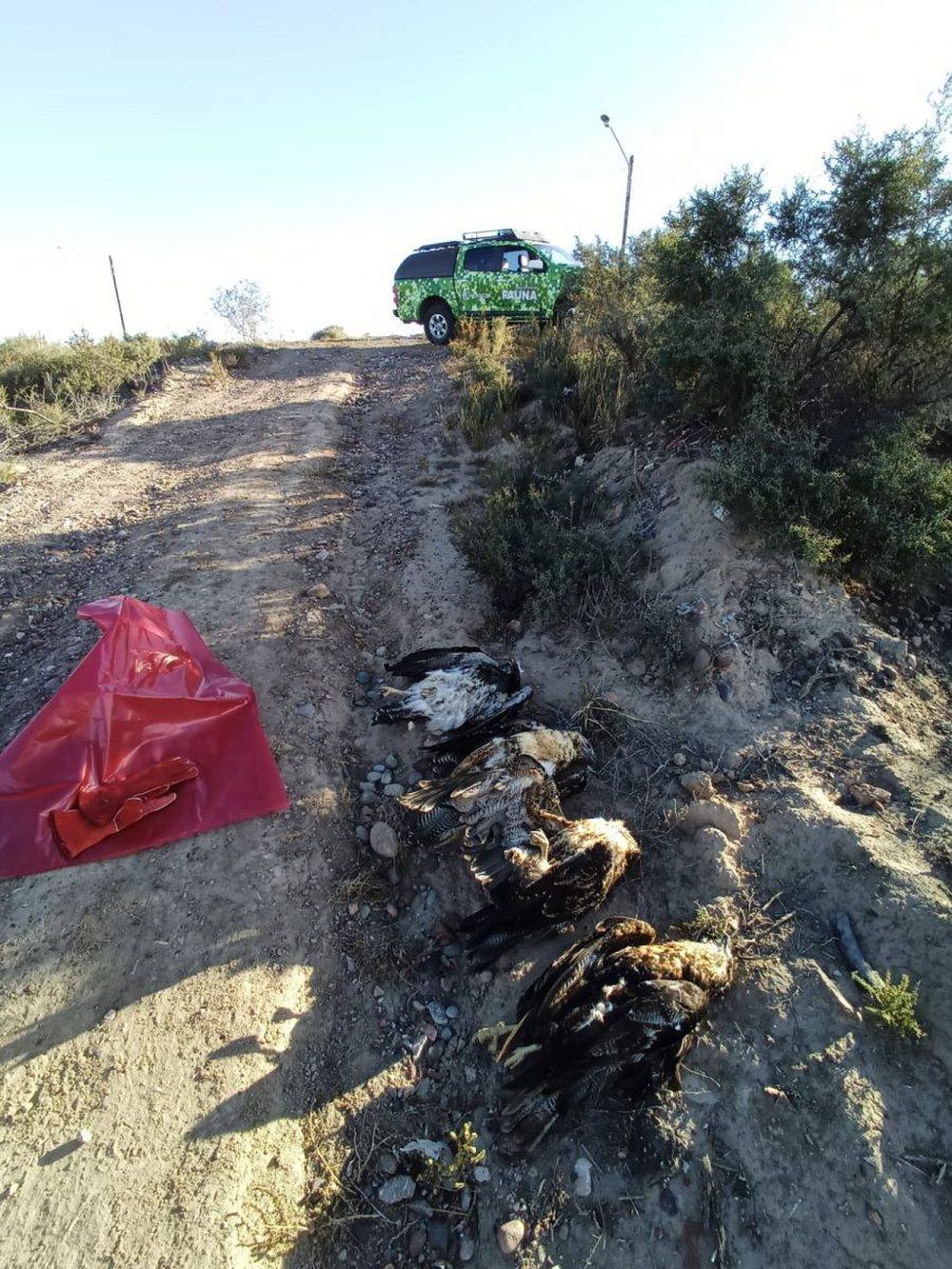 Investigan la muerte de cinco águilas moras en Rivadavia y denuncian un posible caso de caza ilegal.
