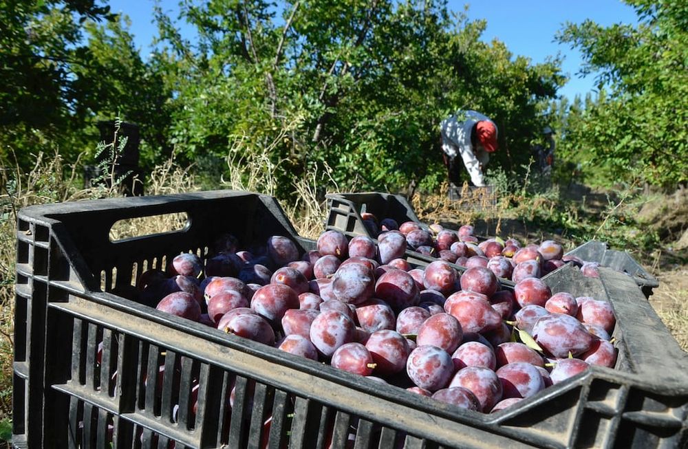 Según el pronóstico de cosecha del IDR, se espera una temporada con 121.000 toneladas de ciruela.