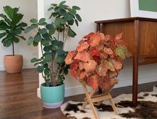 Las diferentes variedades de esta planta tienen un cuidado distinto. Las diferentes variedades de esta planta tienen un cuidado distinto.